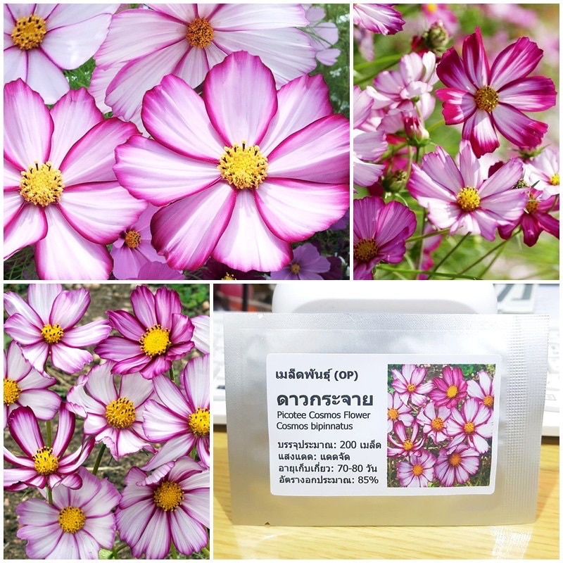ดาวกระจาย พิโคที - Picotee Cosmos Flower