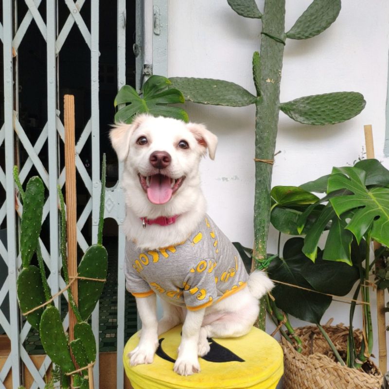 TDG002- เสื้อยืด SLEEVED สําหรับ DOGS และ CATS - เสื้อสัตว์เลี้ยง