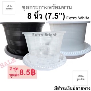 Little ชุดกระถางพร้อมจาน 8 นิ้ว (วัดจริงปากกว้าง 7.5 นิ้ว) 6 นิ้ว กระถางแคคตัส