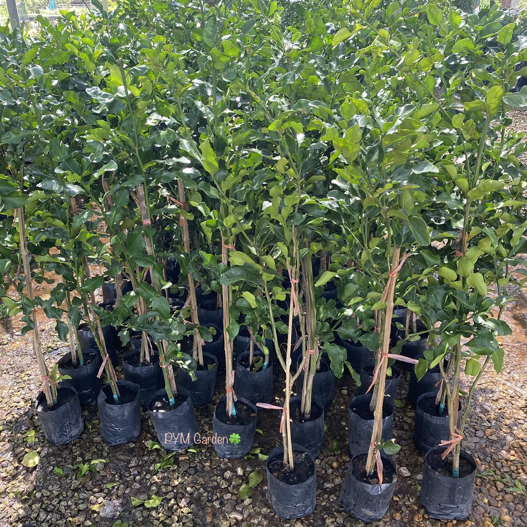 ต้นมะกรูด (กิ่งทาบ) ต้นสูง100-120เซนติเมตร มะกรูดใบมีกลิ่นหอม ใบใหญ่ ใบใช้ประกอบอาหาร  (ส่งใหม่ฟรี หากสินค้าเสียหาย) - รูปที่ 2