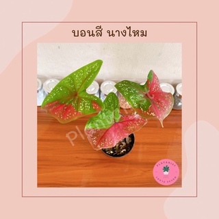 บอนสี “นางไหม” หรือ สาวสองหน้า ป้ายสีแล้ว!! บอนสีไทยโบราณ มาแรง หายาก  | Caladium Sp. “Nang Mai”