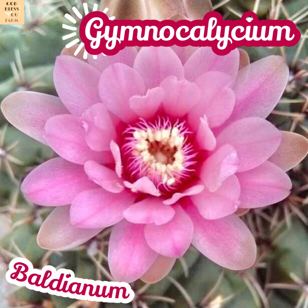 [บัลเดียนั่มดอกชมพู] gymnocalycium baldianum แคคตัส ต้นไม้ หนาม ทนแล้ง กุหลาบหิน อวบน้ำ พืชอวบน้ำ succulent