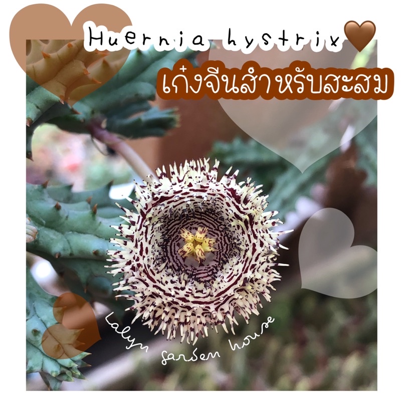 เก๋งจีนดอกลายเสือขนฟุ้งๆน่ารักมากกก Huernia hystrix  หนามสีส้มอมน้ำตาล มีไม่มากแต่มีจ้าสำหรับนักสะสมต้องมีติดบ้านจ้า – โปรปัง