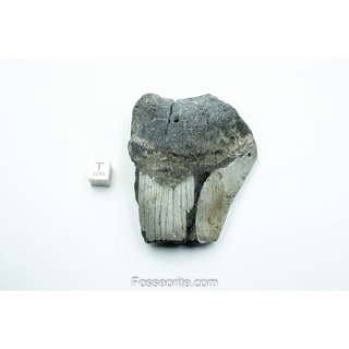 [อายุกว่า 20 ล้านปี!] #M5 ฟอสซิล ฟันฉลามยักษ์ Megalodon Fossil Tooth ขนาด 3.06" หนัก 154.9g จาก USA