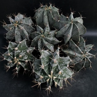 แคคตัส : ไซส์ใหญ่ยักษ์ ! แอสโตรไฟตัม ออนาตัม Astrophytum Ornatum