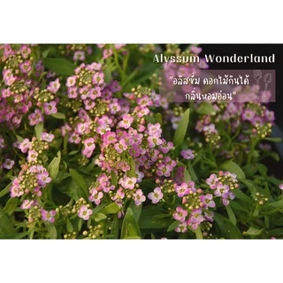 AGA SHOP อลิสซั่ม วันเดอร์แลนด์ ดอกไม้กินได้ หอมน้ำผึ้ง 100 เมล็ด (Alyssum)