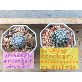 ลูกกอล์ฟ mammillaria humboldtii