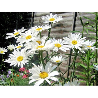 เมล็ด ดอกเดซี่ ซิลเวอร์ปริ้นเซส - Silver Princess Shasta Daisy