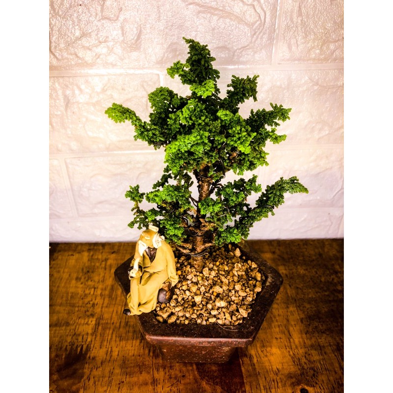 Hinoki sekka bonsai japan