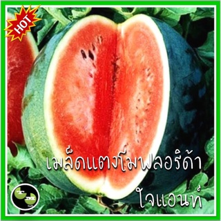 10 เมล็ด แตงโมฟลอริด้าไจแอ้นท์ Florida Giant Wotermelon เมล็ดแตงโมฟลอริด้าไจแอ้นท์ เมล็ดแตงโม เมล็ดพันธุ์แตงโม แตงโม