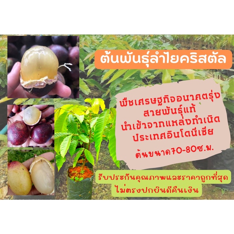 ต้นพันธุ์ลำไยคริสตัล