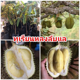 ทุเรียนหลงลับแล เนื้อละเอียด หวานมัน เมล็ดลีบเนื้อเยอะ ต้นพันธุ์เสียบยอดสูง 50-70 ซม.แข็งแรงพร้อมปลูก พันธุ์แท้100%