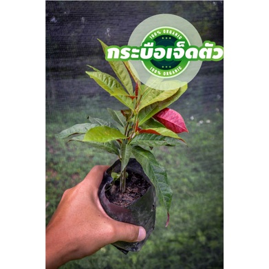 กระบือเจ็ดตัว ต้นสวย ฟอร์มต้นดี แข็งแรง ทนแล้งมาก ปลูกง่าย – โปรปัง