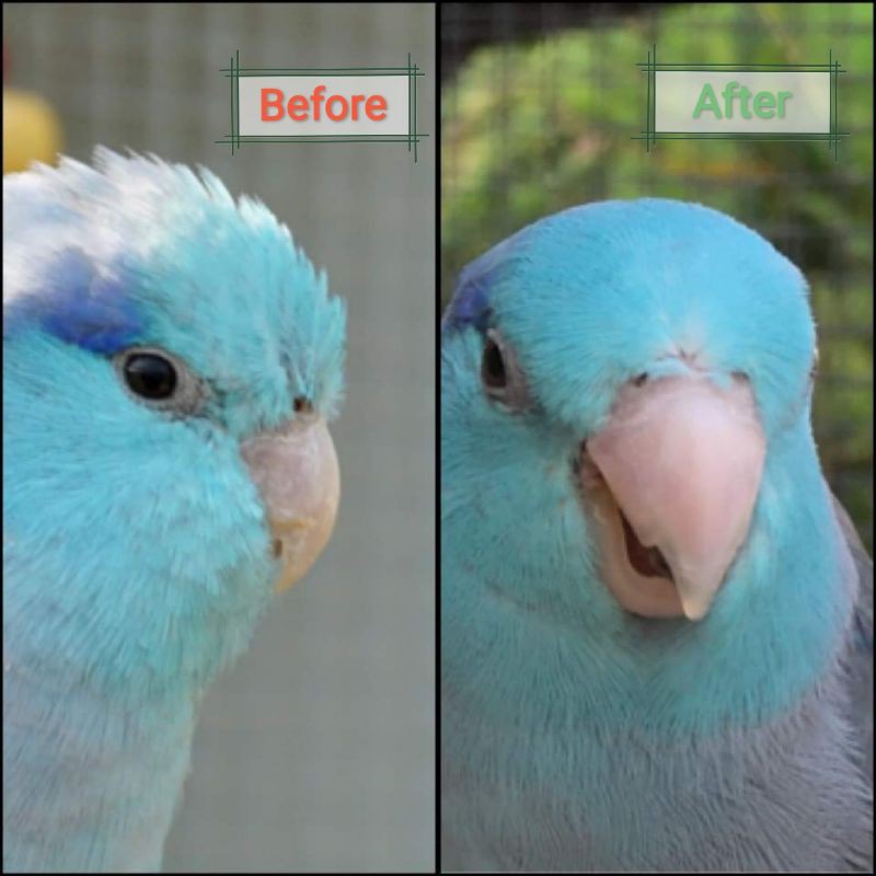 vloveforpus CALPUS+ อาหารสำหรับนกแก้ว (ฟอพัส) อาหารนก ธัญพืชรวม+อาหารไข่+แคลเซียม (แพ็ค 1 kg) - รูปที่ 2