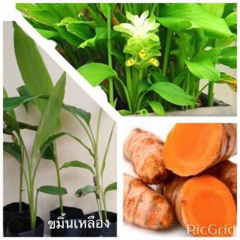ต้นกล้าขมิ้นเหลือง ขมิ้นแกงพร้อมปลูกต้นละ 30 บาท