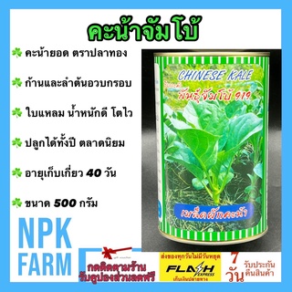 คะน้ายอด คะน้าจัมโบ้ 500 กรัม เมล็ดพันธุ์ คะน้า ลอตใหม่ งอกดี ปลูกง่าย ก้าน ลำต้นอวบกรอบ ปลูกง่าย อายุเก็บเกี่ยว 40 วัน