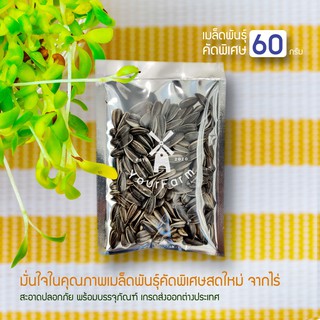 [ซื้อ 6 แถม 1] เมล็ดพันธุ์ต้นอ่อนทานตะวัน 60g เมล็ดต่อ 1 ถุง หญ้าแมว [แถมวิธีปลูก]