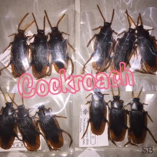 แมลงสาบปลอม ของเล่น เหมือนจริงที่สุด แกล้งคน เล่นกับแมว โมเดลสัตว์ Cockroach