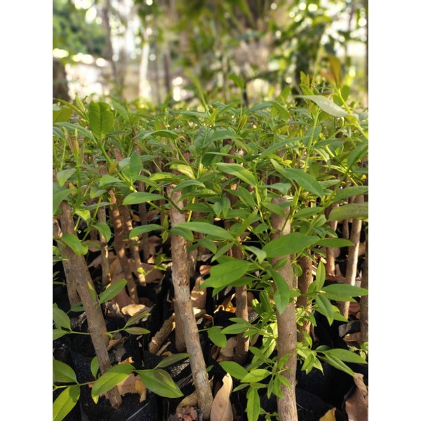 ต้นผักติ้วยอดขาวเปรี้ยวพร้อมปลูกแบบเหง้าขุดมาชำ