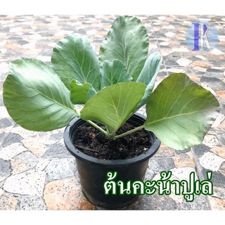 ต้นคะน้าปูเล่ / ผักคะน้าเด็ดยอด / ผักปูเล่ พร้อมกระถาง 8 นิ้ว  (Petit kale)