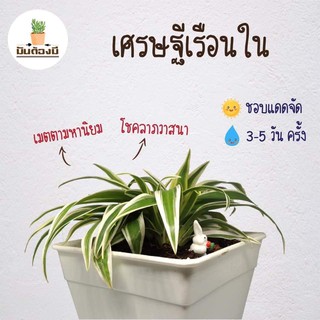 ต้นไม้ : เศรษฐีเรือนใน