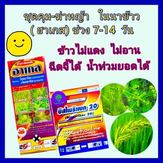 ชุด คุมฆ่าหญ้าในนาข้าว ยาคุมฆ่า กำจัดหญ้า ฆ่าหญ้าในนาข้าว ฮาเกส ขนาด1 ลิตร + บิสไพริแบค ขนาด 100กรัม ข้าว 7-14 วัน