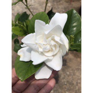 พุดอินทวา หอมมาก ไม้มงคล Gardenia augusta