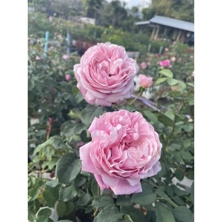 กุหลาบชัวเอม (Souer Emmanuelle)ดอกใหญ่หอมมาก