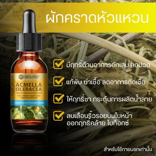 ผักคราดหัวแหวน Acmella Oleracea Extracted (High Concentration) สารสกัดผักคราดหัวแหวน เข้มข้นสูง ชนิดน้ำ ขนาด 25 มล.