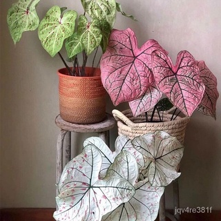 เก็บปลายทาง‼️ พร้อมส่ง 100PCS 29สี Color Mixing Caladium Seeds บอน ต้นบอนสี "ราชินีใบไม้" Caladium Bicolor Flower Plants