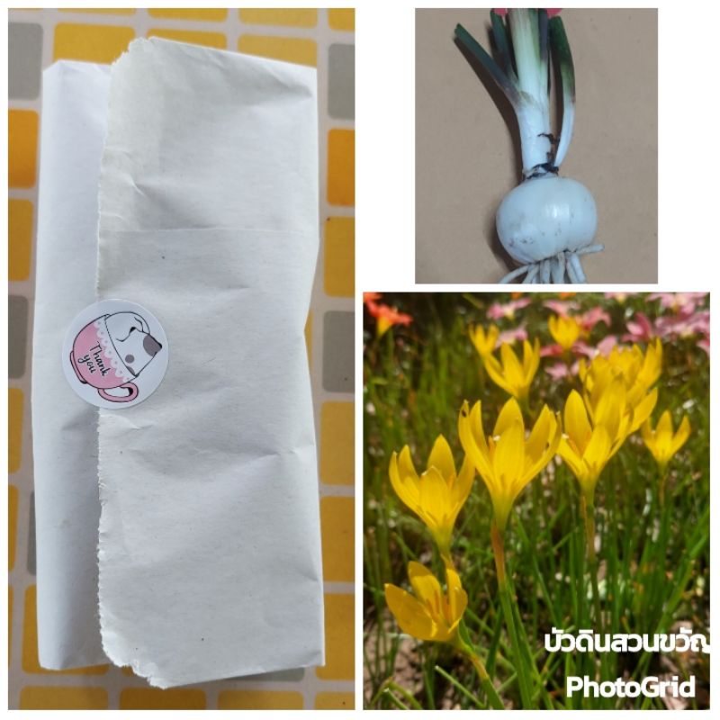 บัวดิน Z.Yolkster (สั่งขั้นต่ำ 50 บาท รวมในร้านได้)