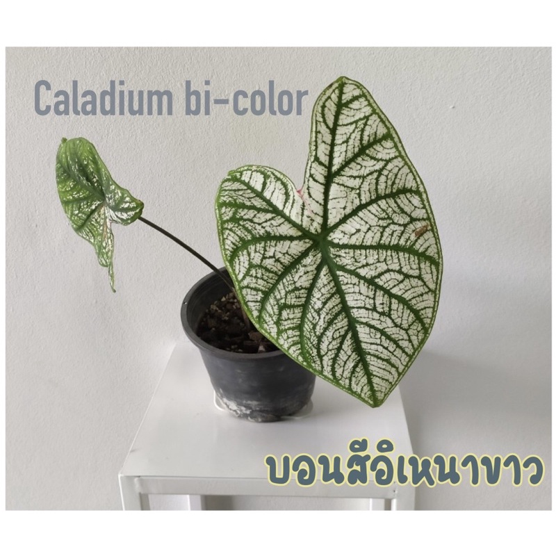 Caladium bicolor บอนสีอิเหนาขาว