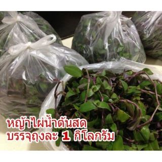 หญ้าไผ่น้ำ สดๆ ปลอดภัยไร้สารพิษ 100%