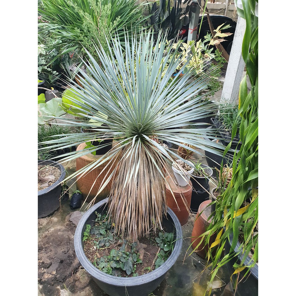 Yucca rostrata (จันผาใบฟ้า) ไม้สะสม ระดับ Rare Item ต้นกล้ากระถางเล็ก