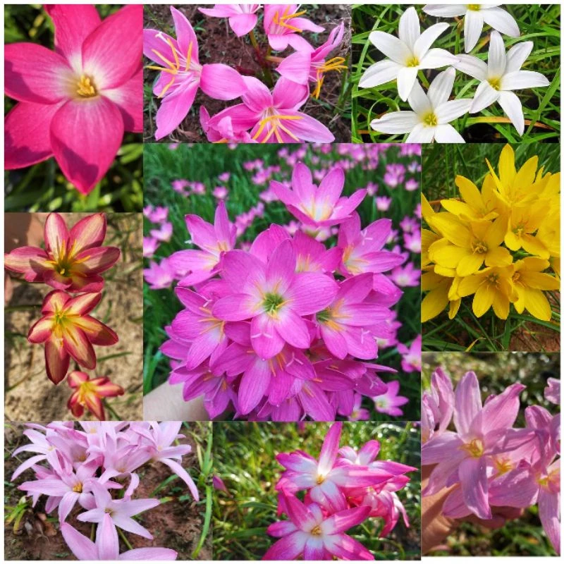 ดอกบัวดินคละสีลุ้นสายพันธุ์ลุ้นสีชุดละ20หัว5-7สีสายพันธุ์ได้หลายสี