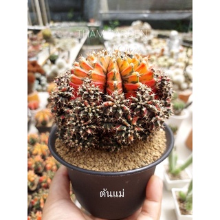 ยิมโนด่าง Gymnocalycium  Black Carrot 2"