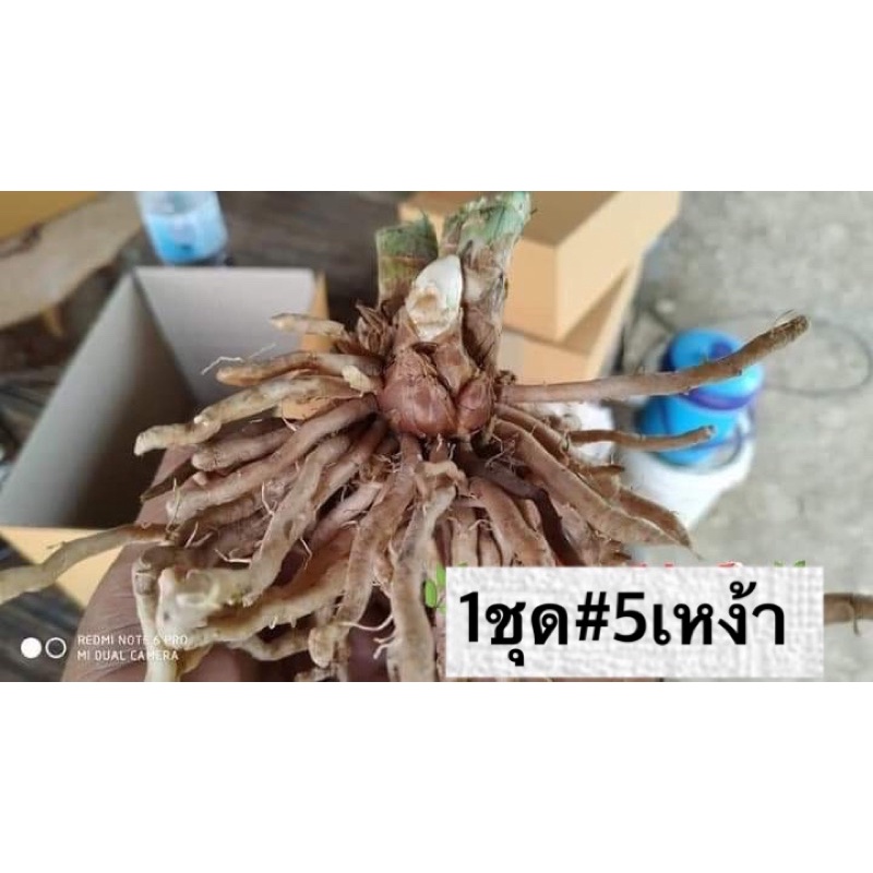 เหง้าหน่อไม้ฝรั่ง #ชุดละ5เหง้า