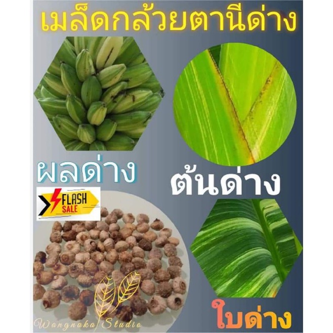 My Image 21