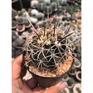 เมโลหนามตะกร้อ Melocactus กระบองเพชร แคคตัส