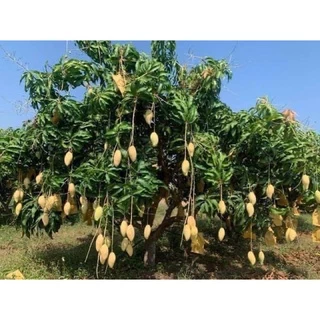 #ต้นมะม่วงน้ำดอกไม้สีทอง(เสียบยอด) สูงราว50-60เซน 1 ปีติดผล
