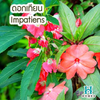 🌸 ดอกเทียน Impatiens  (คละสี) 🌈 50 เมล็ด ดอกไม้ 🌸เมล็ดพันธุ์ดอกไม้