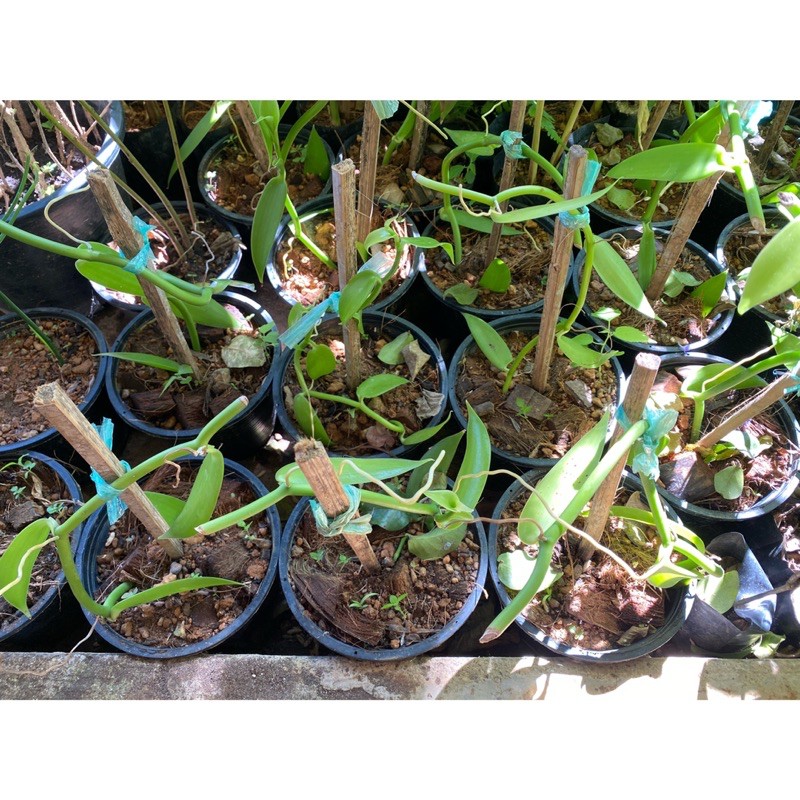 🌿ต้นวนิลา ต้นพันธุ์วนิลา ในกระถาง 6 นิ้ว และกิ่งตัดสดยาวประมาณ 25-35 cm🌿ทักแชทสอบถามได้ค่ะ