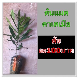 ขายต้นแมคคาเดเมีย 100 บาท ดอยช้าง100% สูง40-50เซน