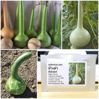 เมล็ดพันธุ์ น้ำเต้าดิปเปอร์ น้ำเต้าแขนยาว (Dipper Gourd Seed) บรรจุ 10 เมล็ด คุณภาพดี ของแท้ 100%