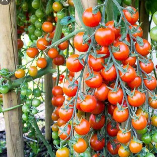 มะเขือเทศเชอรี่ ซุเปอร์สวีท🎯ถูกที่สุด10บ.🎯เมล็ดพันธุ์แท้  10…