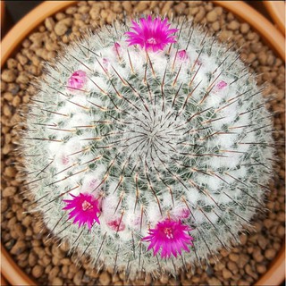 แมมมิลลาเรีย ฮาเนียนา (Mammillaria hahniana)