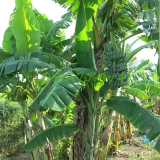 หน่อกล้วยน้ำว้า ปากช่อง 50 (Pisang Awak Banana Shoot) สั่งซื้อได้ไม่เกิน 5 หน่อต่อ 1 คำสั่งซื้อค่ะ