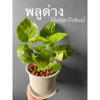 พลูด่าง ต้นใหญ่ๆ ใบโตๆ + กระถางขาวพร้อมจานรองขนาด 4 นิ้ว