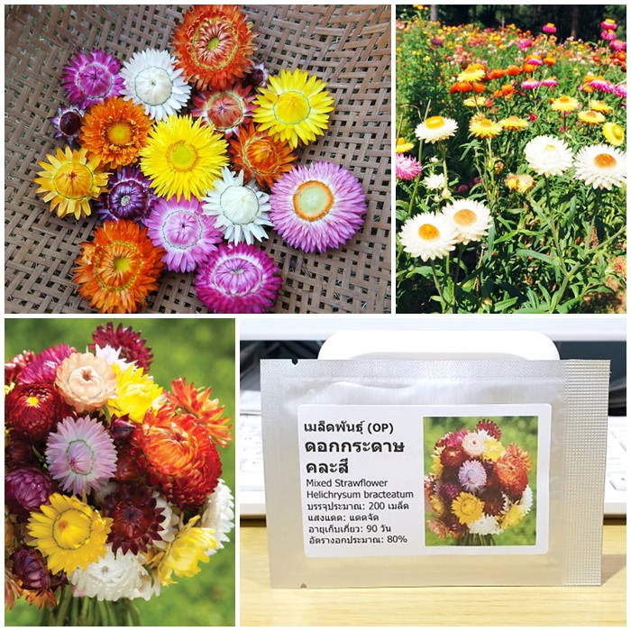 เมล็ดพันธุ์ ดอกกระดาษคละสี (Mixed Strawflower Seed) บรรจุ 200 เมล็ด คุณภาพดี ราคาถูก ของแท้ 100%