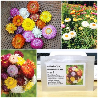 เมล็ดพันธุ์ ดอกกระดาษคละสี (Mixed Strawflower Seed) บรรจุ 200 เมล็ด คุณภาพดี ราคาถูก ของแท้ 100%